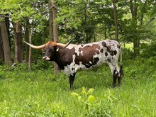 Brazos Bayne 83/21