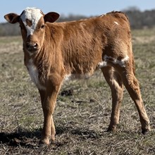 Bull Calf (Powderhorn X Mexicali)