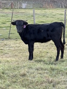 Horn Wine X Lucille 25 Heifer