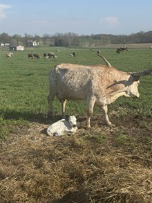 Sam 2026 Heifer