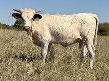 DCT - JH RURAL SAFARI SON x PACIFIC HENRETTA - 26H