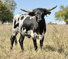 DCT - JH RURAL SAFARI SON x BL SASSY - 25H