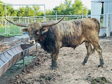 Calf 06