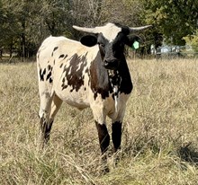 DCT - JH RURAL SAFARI SON x DCT VALENTINA - 25H