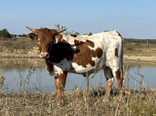 Gig'em x Tango Heifer1