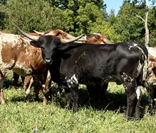 Stick n move x Francies gauge