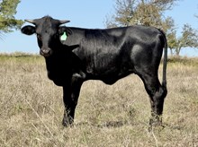 DCT - JH RURAL SAFARI SON x DCT FIREFALL - 2026 H