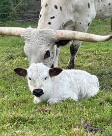 Top Grace heifer