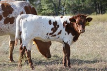 Spirit Chex X Clyde