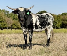 DCT - DH HIRED HAND x DCT SAFARI SUNSHINE - 25H