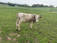 Leia 2025 bull