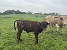 Spirit 2025 bull
