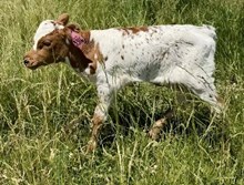 REBEL HR X HL AMERICAN PROUD HEIFER