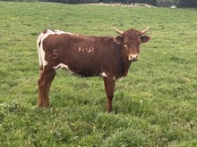 HNB Hey Loretta Heifer