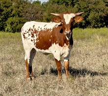 DCT - RSS x DH ROWDYS FORTUNE - 2026 H