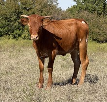 DCT - RSS x BL SAUCY DANCER - 2026 H