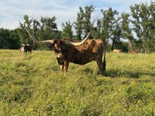 RMCC Brindle Lady