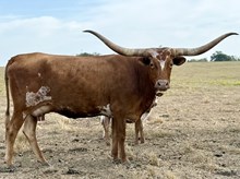 LTR LITTLE TEXAS