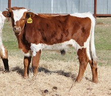 Spirit Chex X Awesome Cocoa
