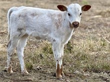 Heifer Calf