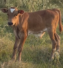 Bull Texas