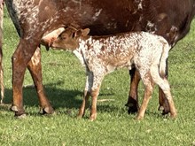 Nova Darcy Heifer 26