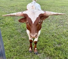 TENNESSEE STEER