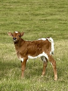 HRT Tuff Cowboy's Lady