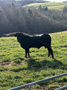 LJ ELFEGOS SHADOW