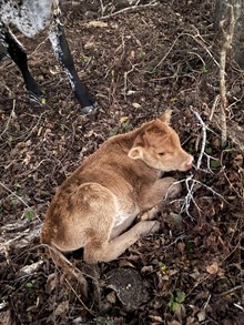 High stakes x cover girl