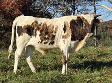 2025 Bull (Loomy)
