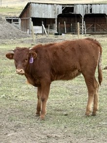 Double Shot X Shooting Star 25 Heifer