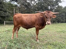 Steer 1