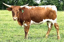YR Petunia
