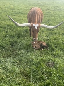 Floosie 2026 bull