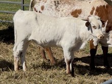 2025 Bull (Honeysuckle Safari)