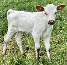 Yuma rose heifer 26