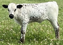 Fire n ice heifer 26