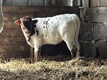 Missy heifer 2025