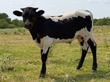 CENTURION FTZ X PICTURE PERFECT BULL
