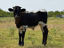CENTURION FTZ X FIRECRACKER FTZ BULL