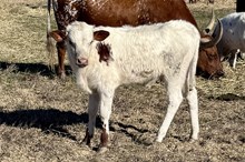501 HCC Unnamed Bull (Omaha x Summer Wages)