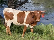 Fiona Heifer