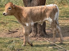 CENTURION FTZ X WHO'S THAT GIRL FTZ BULL