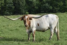 Neela
