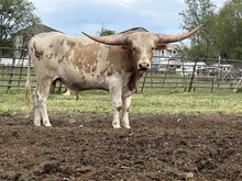 Caydence Bull 24