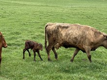 Tawny 2026 heifer