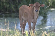 J Bird Bull Calf
