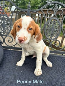 Benny