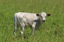 Pearl bull calf